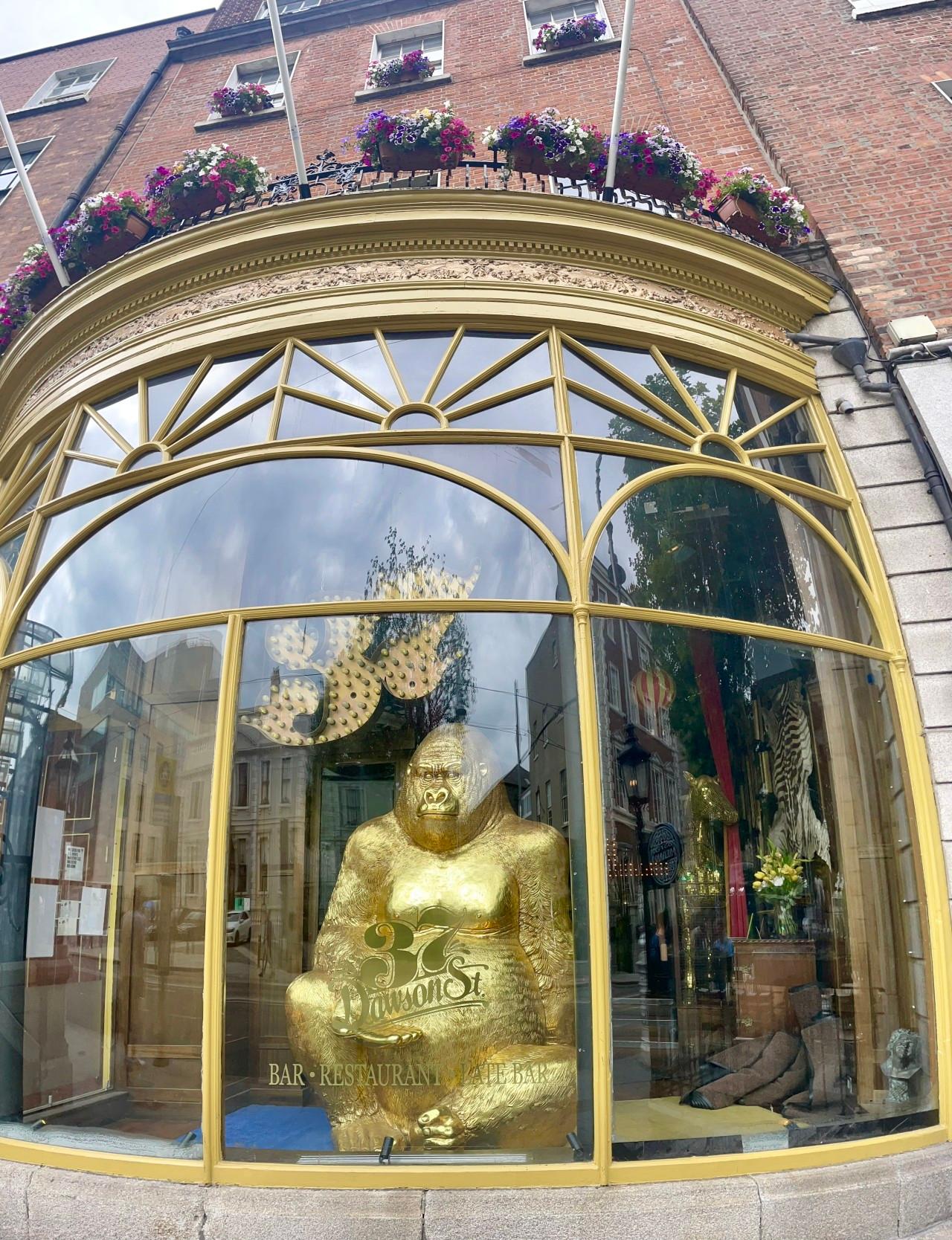 This photo shows the front window display of "37 Dawson St," which is identified as a bar, restaurant, and late bar. The window is framed with an ornate golden structure with decorative patterns at the top. Inside the window, there's a large, striking golden gorilla statue sitting prominently. Behind it, you can glimpse parts of the interior, including a zebra pattern and other decorative elements. Above the window, there is a balcony with numerous flower pots filled with colorful flowers, adding a lively touch to the otherwise elegant and bold exterior. The reflection in the glass reveals surrounding buildings and the street, giving a sense of the urban setting.