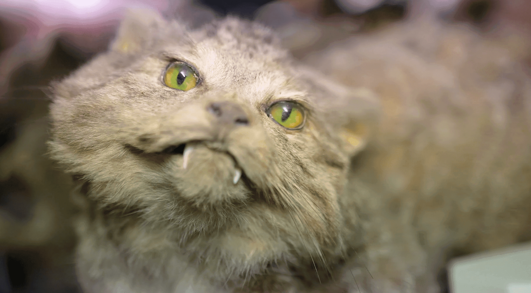 Close-up of a taxidermy cat with exaggerated features, including prominent fangs and wide, bright green eyes
